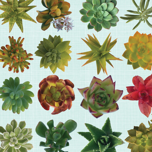 SUCCULENT OASIS print